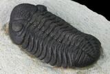 Morocops Trilobite - Visible Eye Facets #171531-4